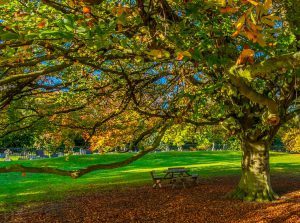 wooden picnic table under beautiful tree