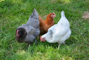 Best chicken coops for 4 chickens