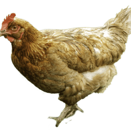 Best Chicken Coops For 4 Chickens Best Chicken Coops For 4 Chickens