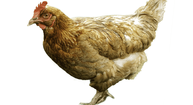 Best Chicken Coops For 4 Chickens Best Chicken Coops For 4 Chickens