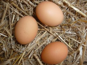 Best Chicken Coops for 4 Chickens - Farm Fresh Eggs!