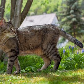 How To Keep Cats Out Of Your Garden How To Keep Cats Out Of Your Garden