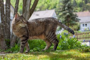 How To Keep Cats Out Of Your Garden