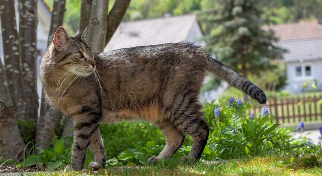 How To Keep Cats Out Of Your Garden How To Keep Cats Out Of Your Garden