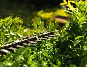 hedge trimmer working in a thick bush