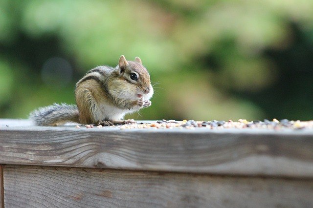 chipmunk eating bird seed