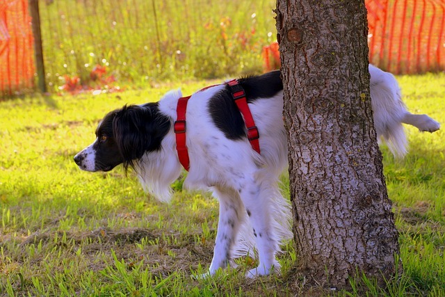 dog on a lease peeing on a tree