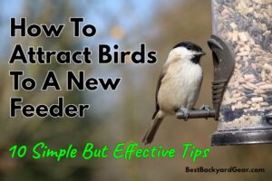 how to attract birds to a new feeder - title image