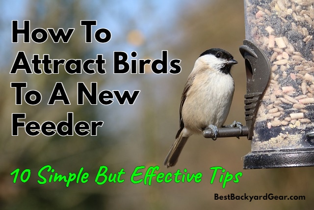 how to attract birds to a new feeder - title image