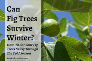 can fig trees survive winter - post title image