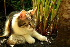 cat in garden ready to pounce