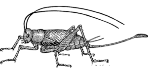vector image of cricket female