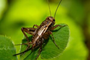 close up of cricket