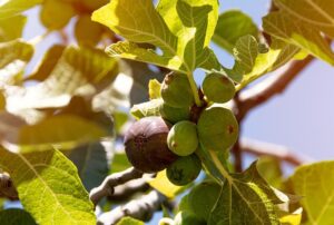 fig tree in golden lighting