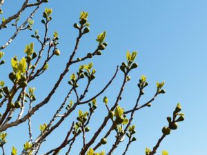 young fig tree growth in sunlight