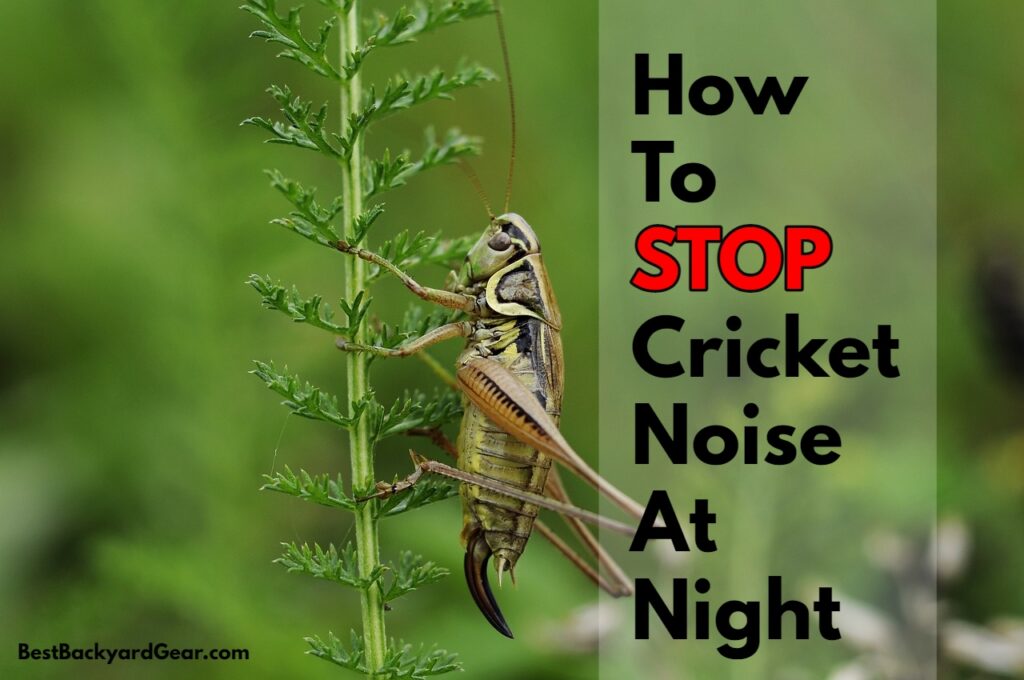 How To Stop Cricket Noise At Night (So You Can Get Some Sleep!)