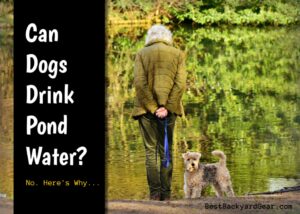 Can Dogs Drink Pond Water? No... Here's Why. www.BestBackyardGear.com