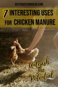7 interesting uses for chicken manure