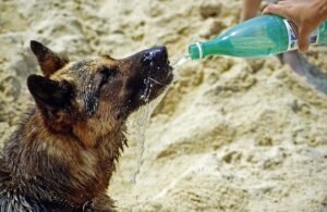 dog drinking fresh water from a water bottle