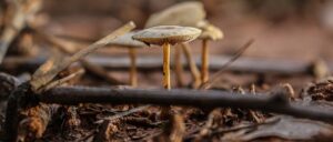 mushrooms grow in chicken manure