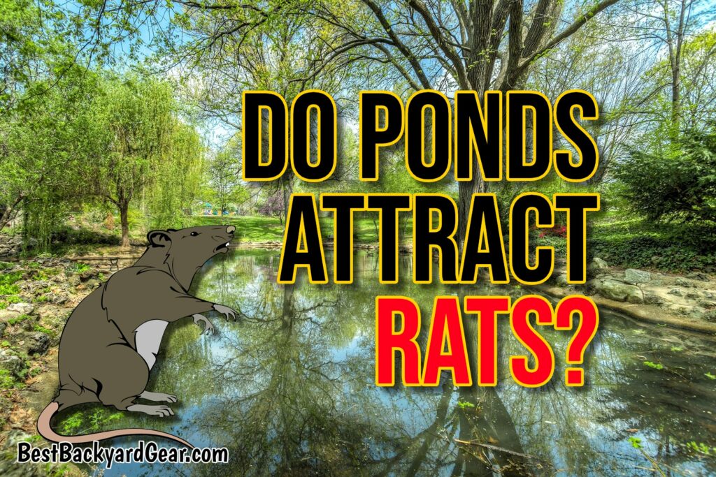 Do Ponds Attract Rats? www.BestBackyardGear.com