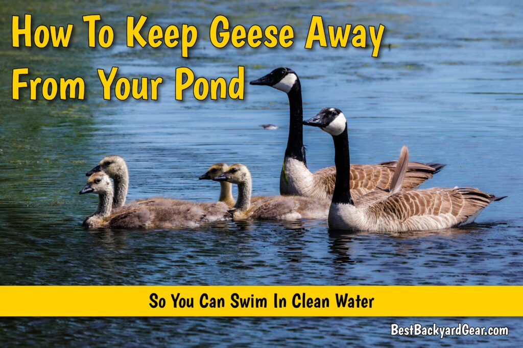 How To Keep Geese Away From Your Pond (So The Water Stays Clean For Swimming)