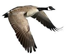 Canada goose in flight