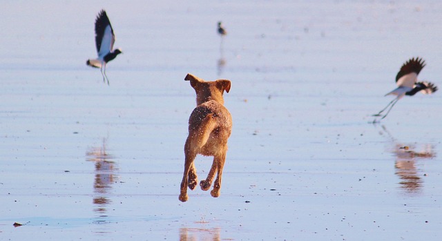 dog chasing birds at the beach